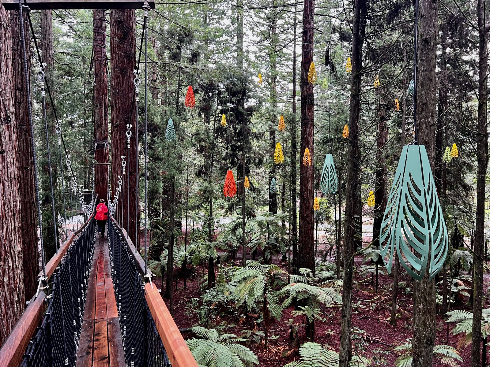 A walker crosses a Redwoods Treewalk suspension bridge among colourful lanterns