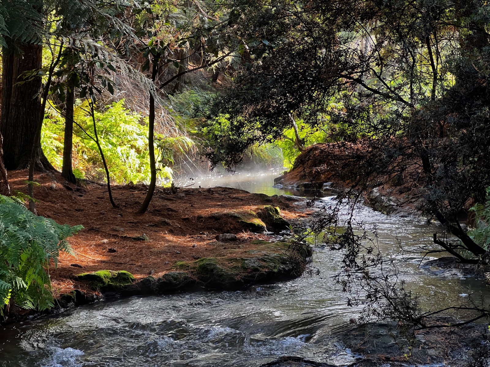 A naturally hot creek and small waterfall steaming in ferny forest at Kerosene Creek
